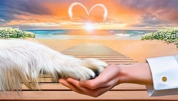 Crematorio Incineración Animales Mascotas Málaga Rincón de la Victoria